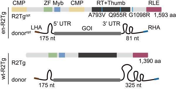 中科院實(shí)現(xiàn)以核糖核酸為媒介的基因精準(zhǔn)寫(xiě)入 有望為遺傳病帶來(lái)全新治療方式(圖2)