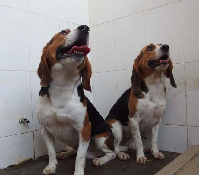 CRISPR技術(shù)及其應(yīng)用 CB Insights深度解析(圖4)