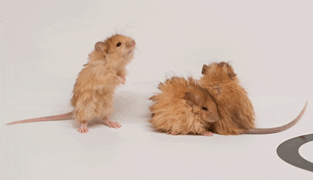 世界首次！喬治·丘奇團(tuán)隊(duì)“復(fù)活”已滅絕一萬(wàn)多年的“冰原狼”計(jì)劃2028年復(fù)活猛犸象(圖5)