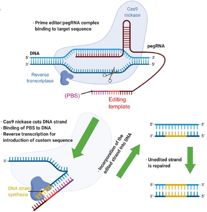 Cell｜CRISPR基因編輯技術(shù)的過(guò)去、現(xiàn)在和未來(lái)(圖5)